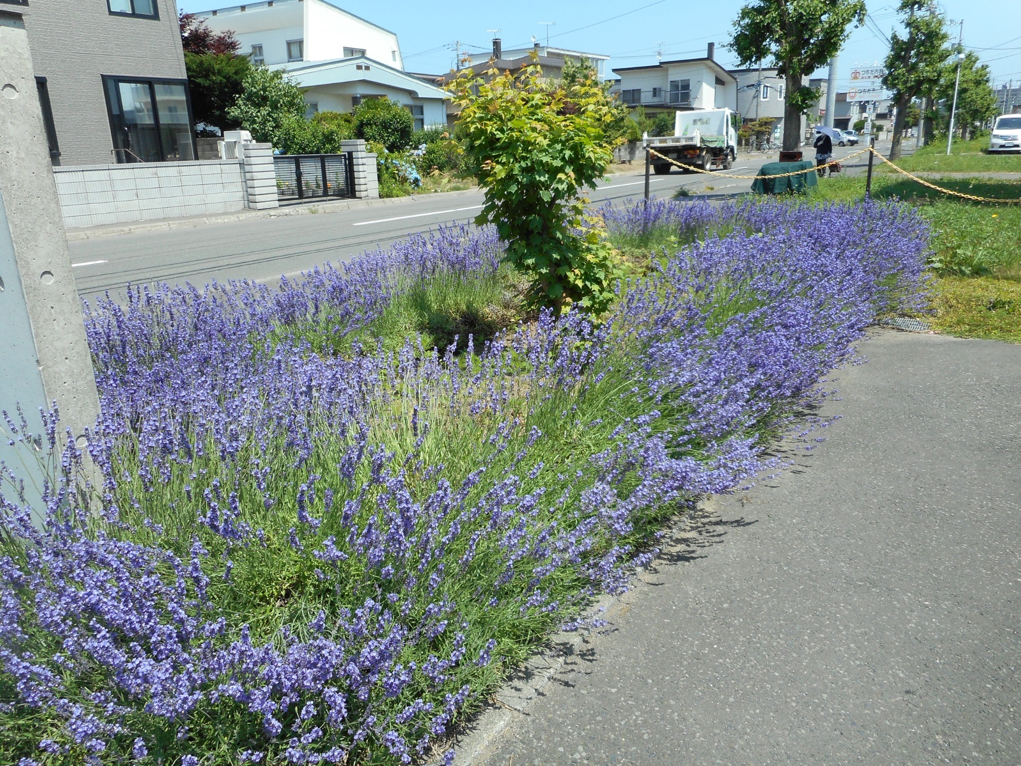 花壇のラベンダー写真